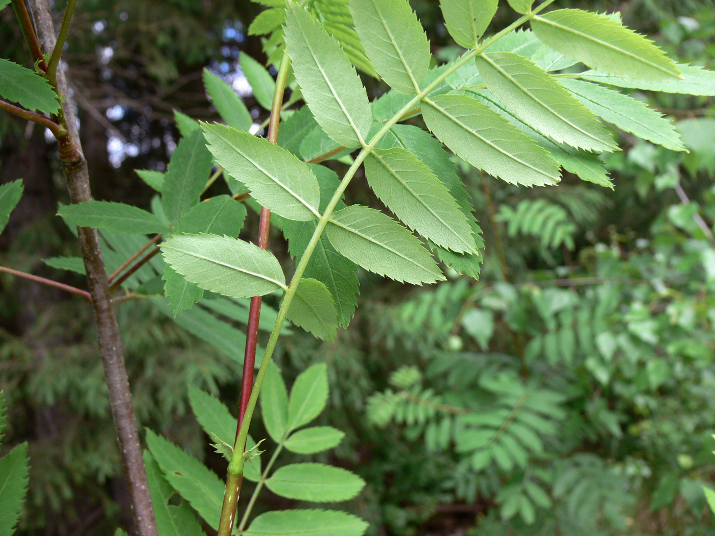 Image of Sorbus sibirica specimen.