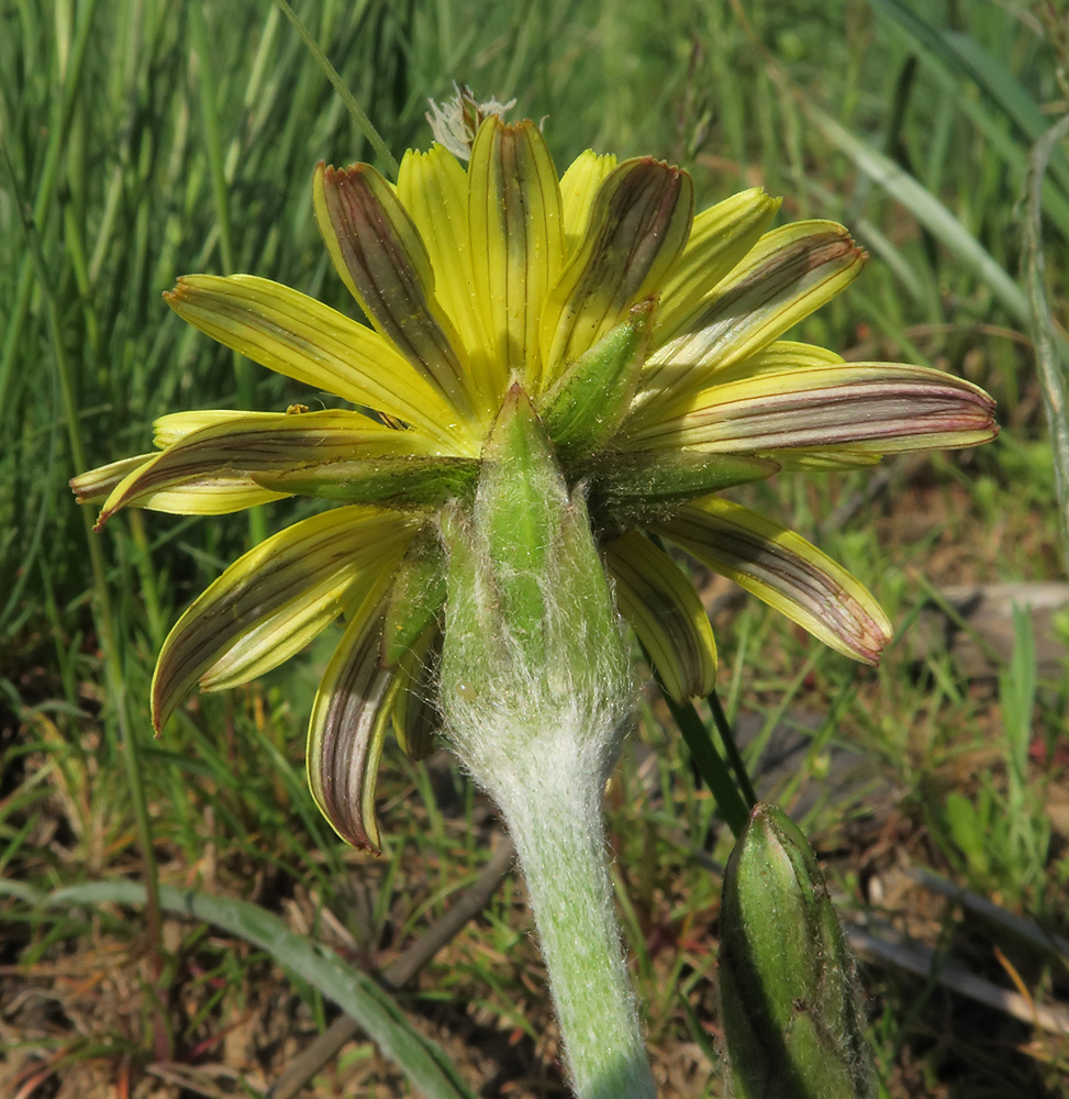 Image of Scorzonera mollis specimen.