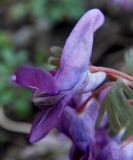 Corydalis solida