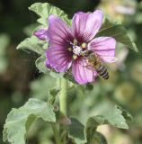 Malva arborea