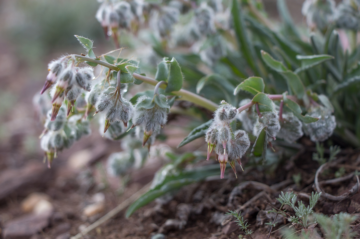 Изображение особи Rindera tetraspis.