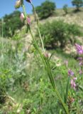 Polygala caucasica