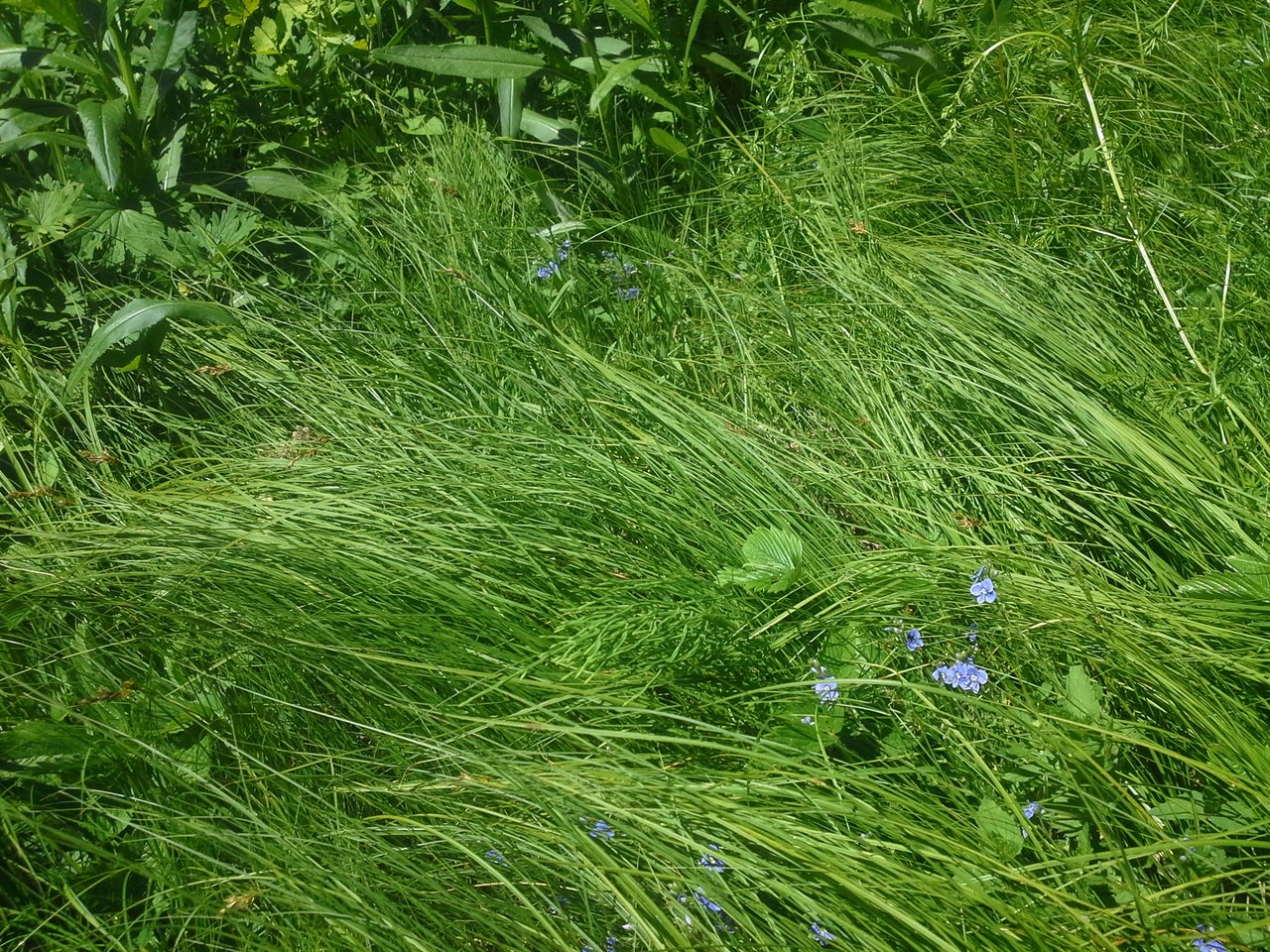 Image of Carex praecox specimen.