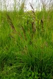 Deschampsia cespitosa