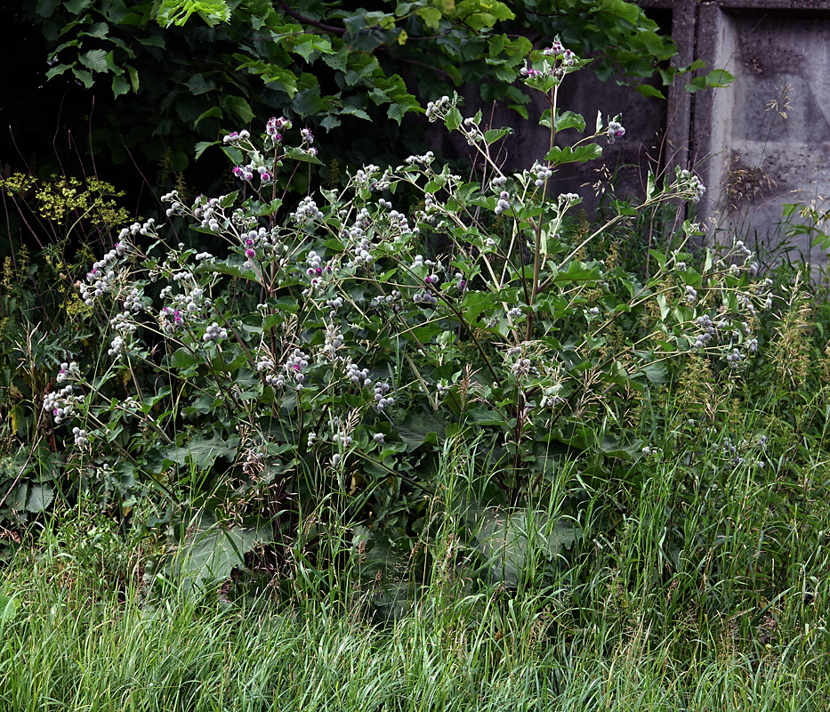 Изображение особи Arctium tomentosum.