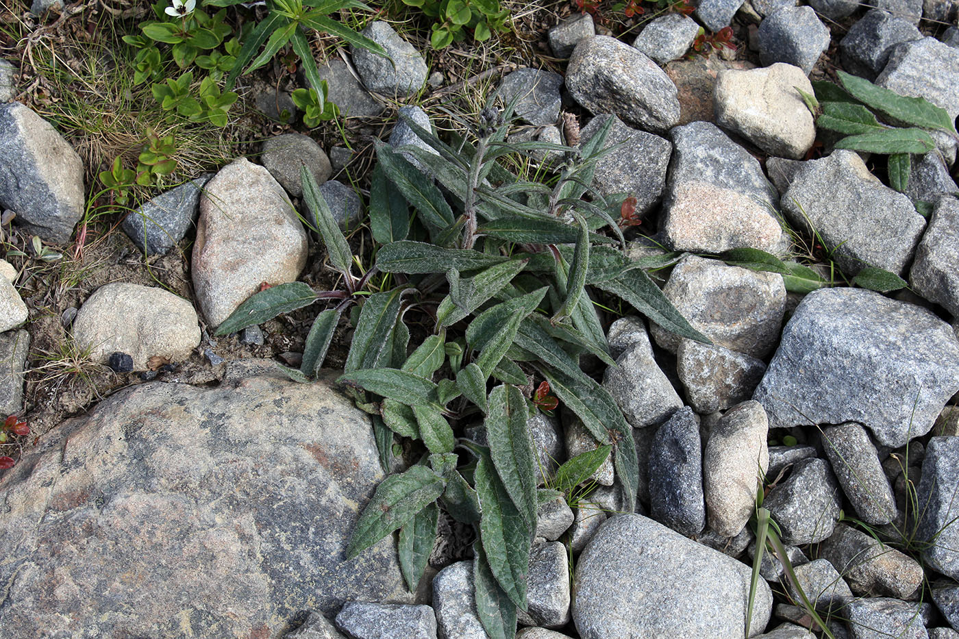 Image of Saussurea alpina individual.