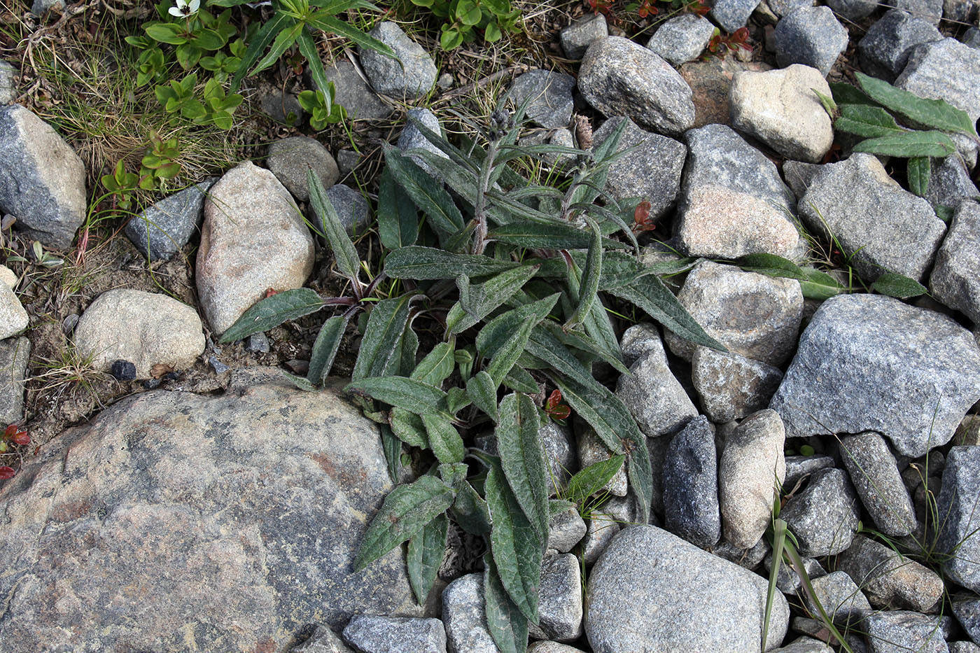 Изображение особи Saussurea alpina.