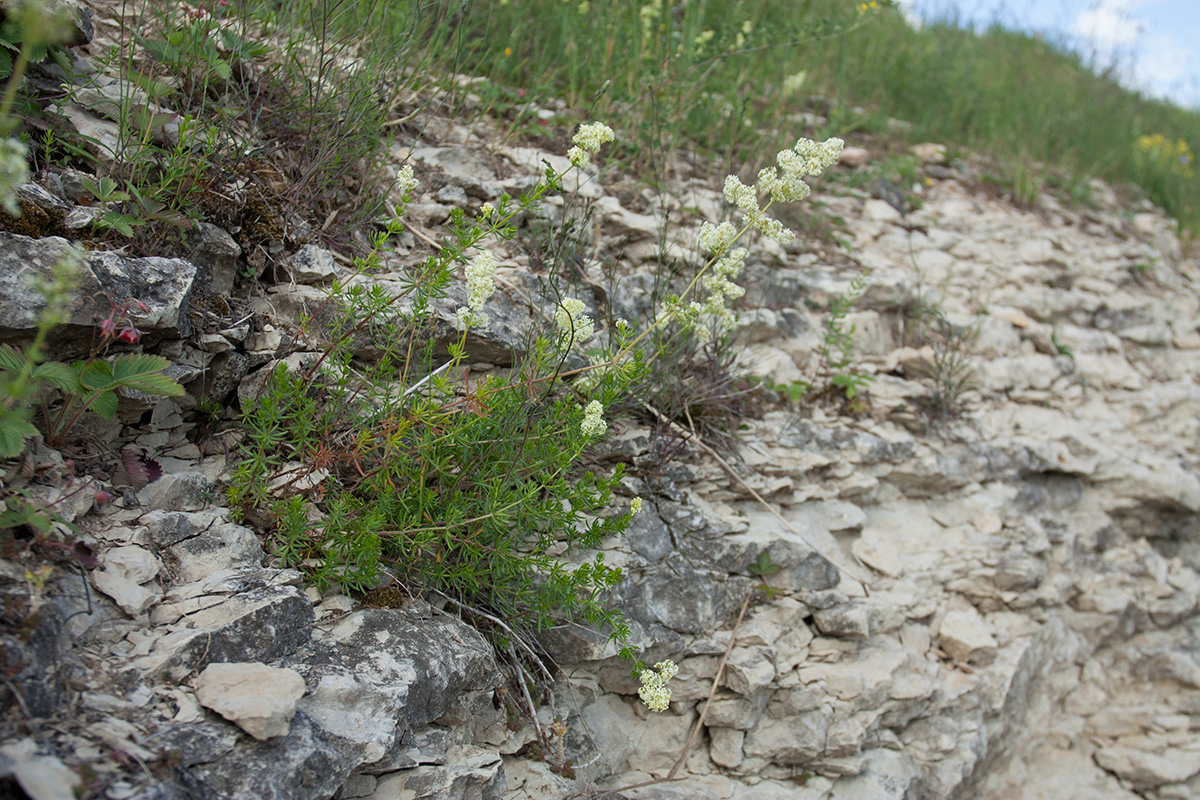 Image of Galium album specimen.