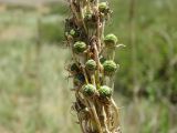 Eremurus cristatus