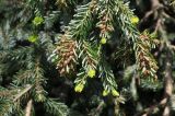 Abies nordmanniana