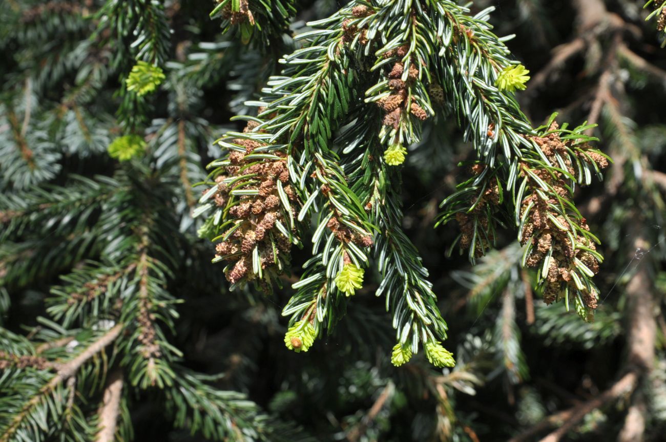 Image of Abies nordmanniana specimen.