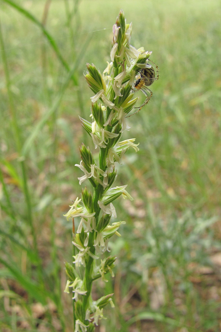 Изображение особи Lolium rigidum.