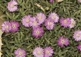 Ruschia lineolata