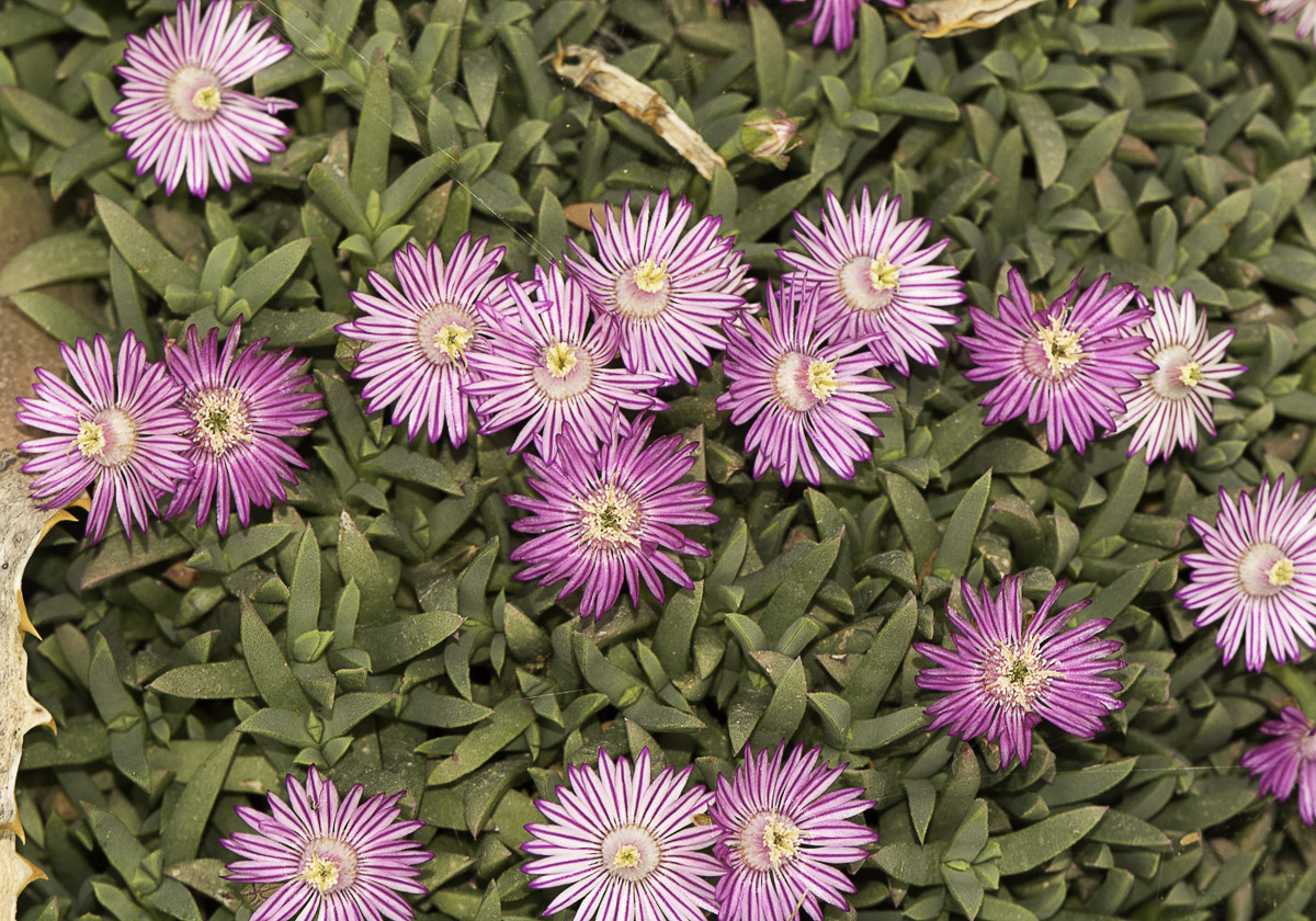 Image of Ruschia lineolata specimen.