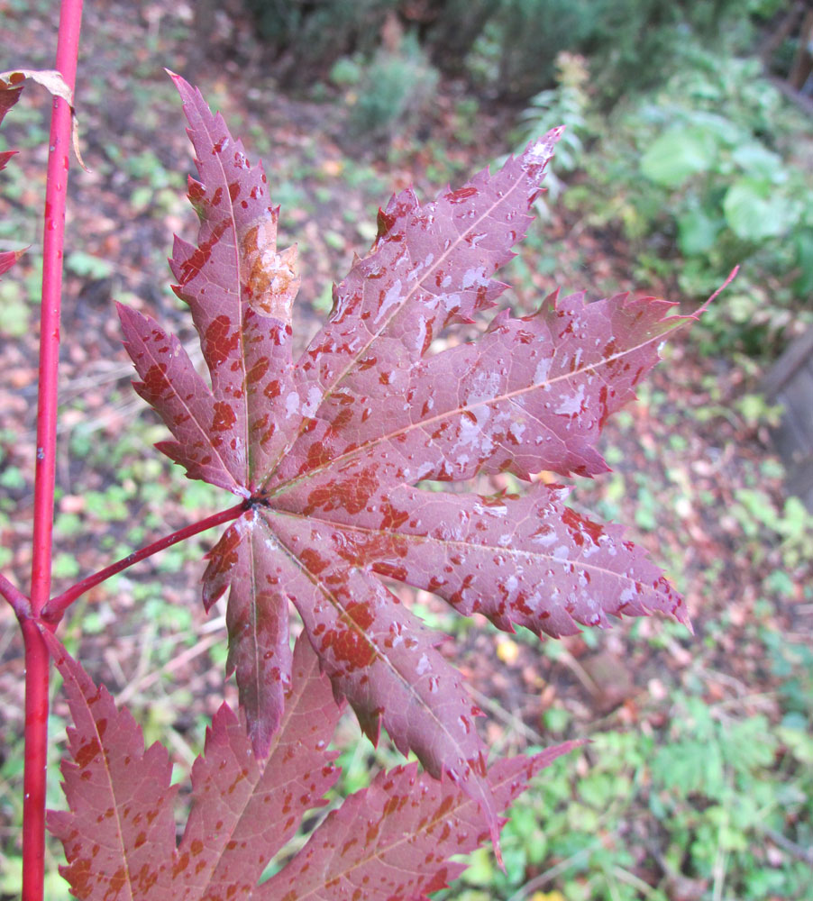 Image of Acer pseudosieboldianum specimen.