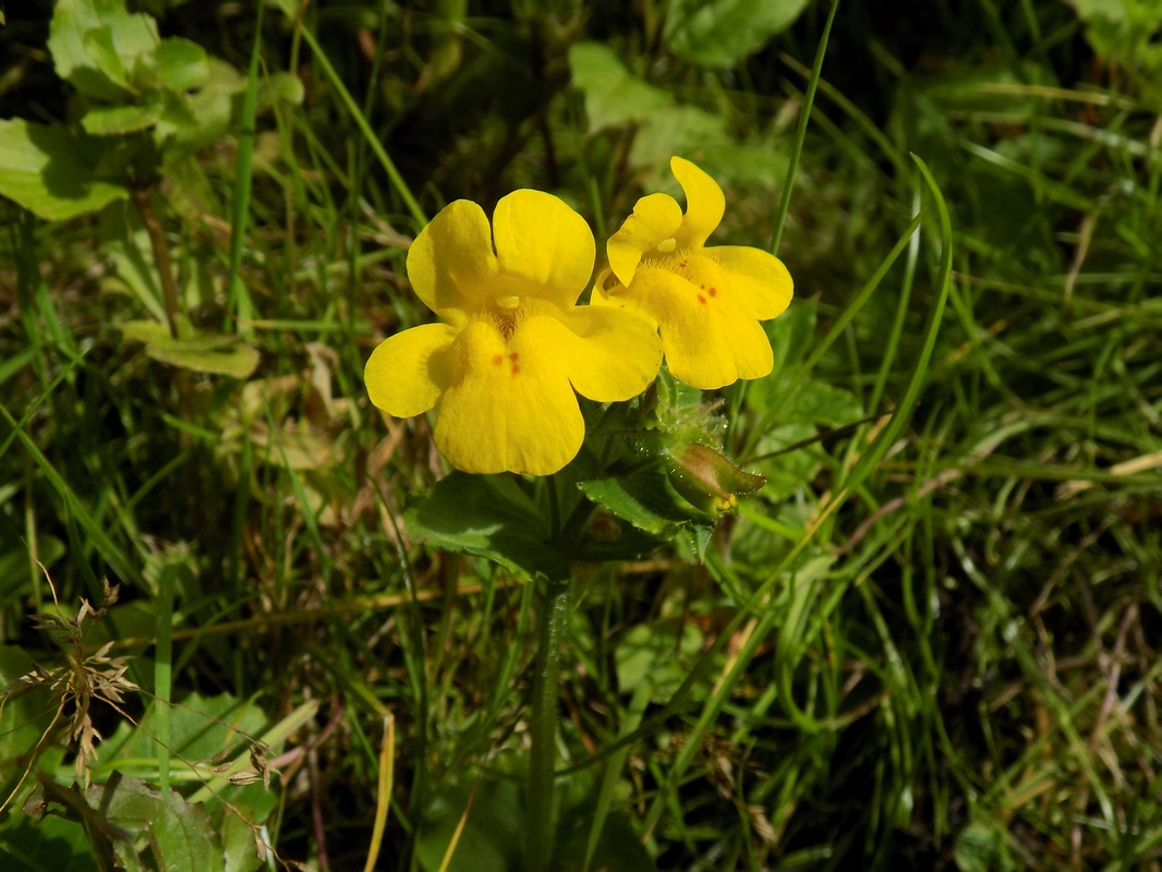 Image of Mimulus guttatus specimen.