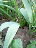 genus Muscari