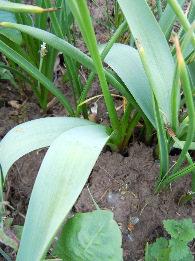 Изображение особи род Muscari.