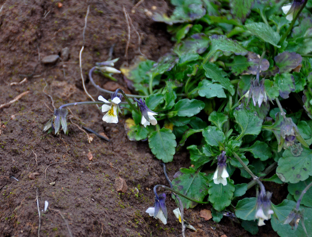 Изображение особи Viola arvensis.