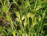 Carex bohemica
