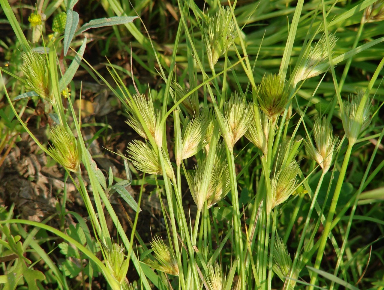 Изображение особи Carex bohemica.