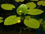 Nuphar lutea. Цветущее растение. Нижегородская область, окр. г. Шумерля, пойма р. Сура, оз. Холодное. 11 июня 2008 г.