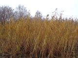 Phragmites australis. Плодоносящие растения в осенней окраске. Тверская обл., Весьегонск, берег р. Молога. 3 ноября 2018 г.