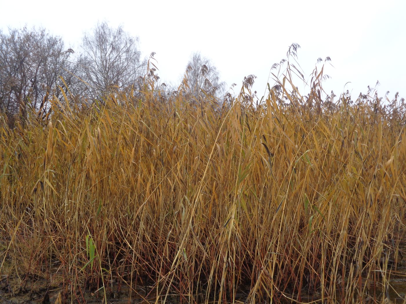 Изображение особи Phragmites australis.