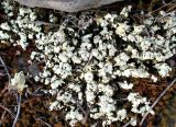 Cladonia foliacea