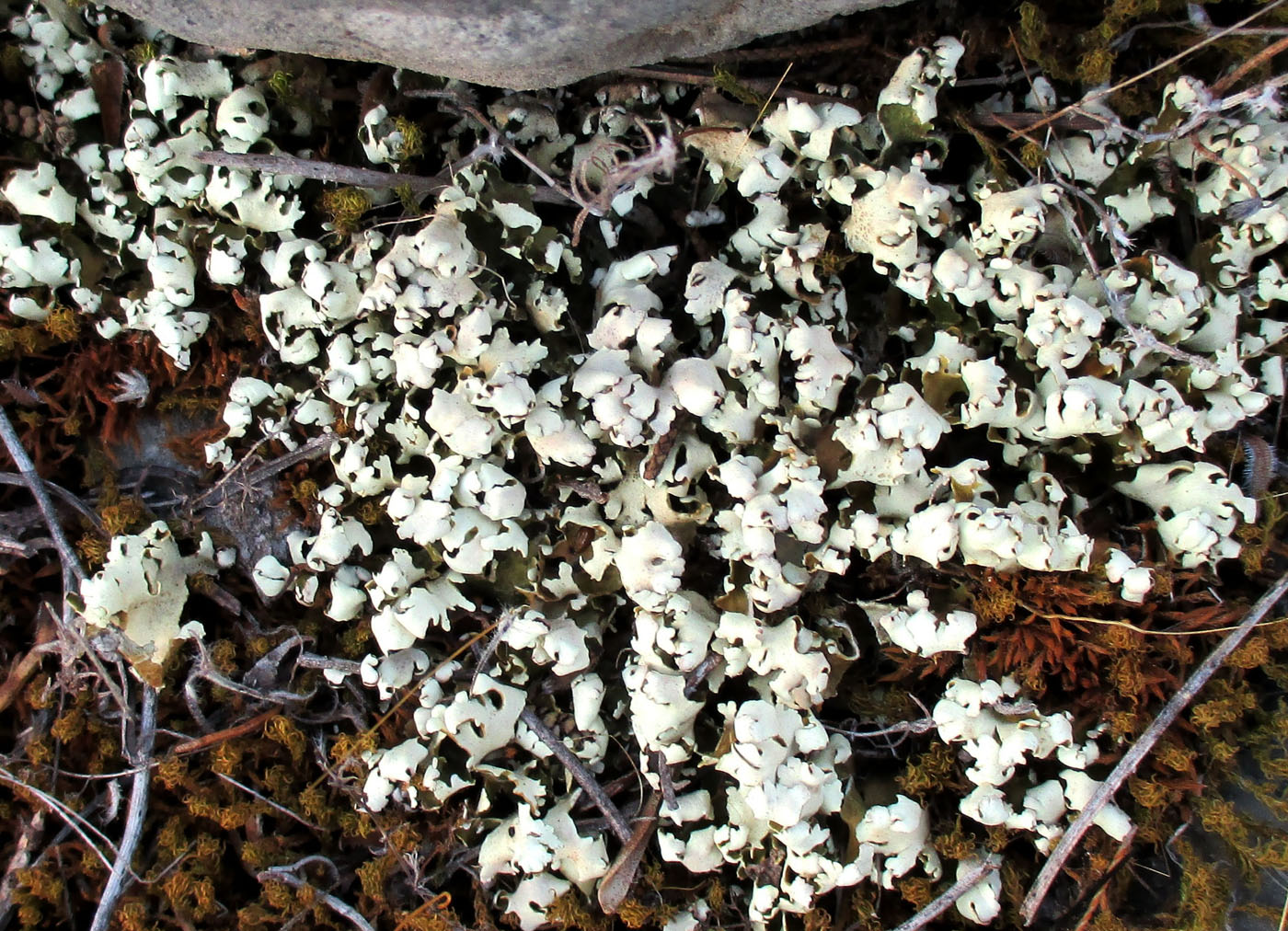 Image of Cladonia foliacea specimen.