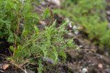 Astragalus subpolaris