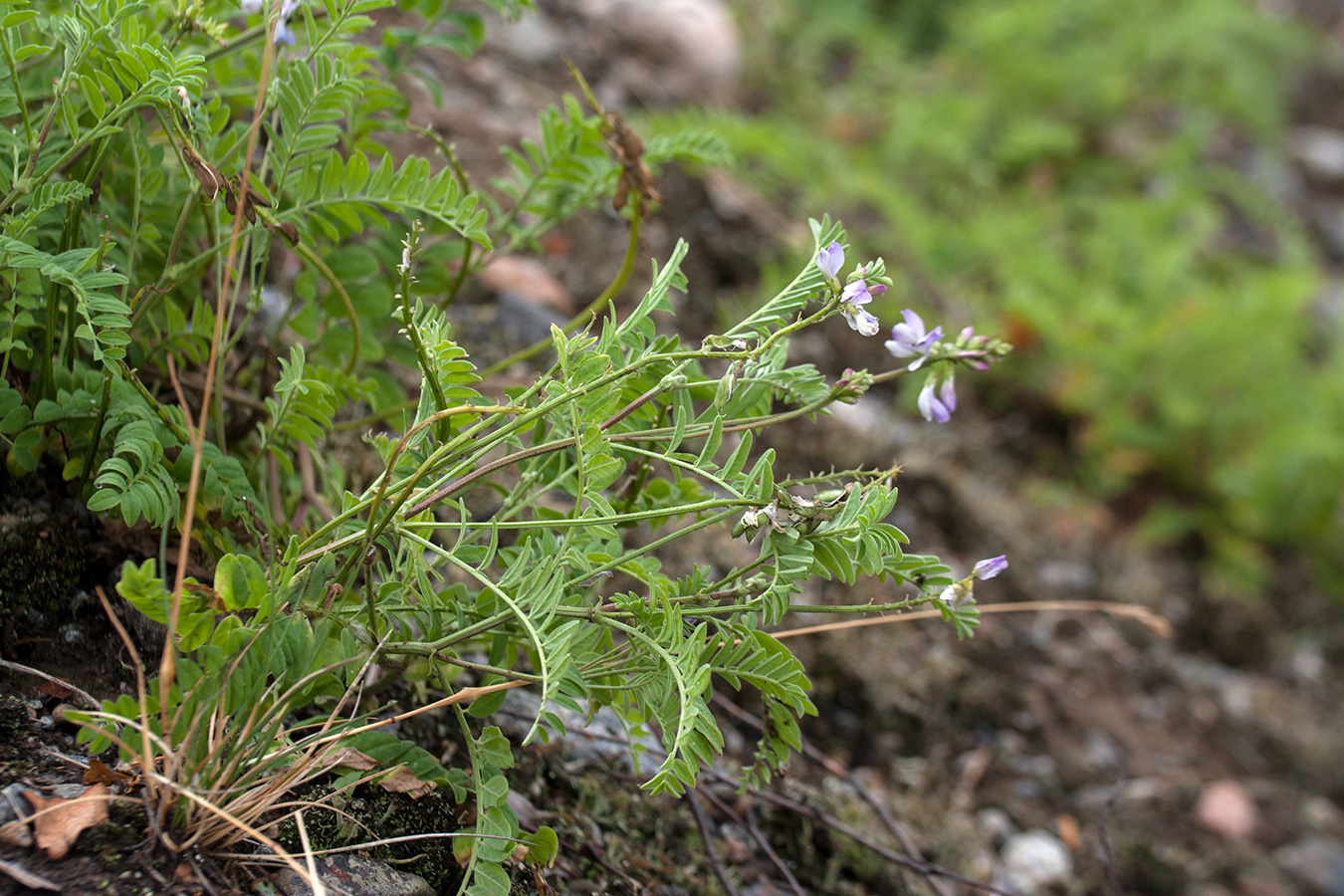 Image of Astragalus subpolaris specimen.