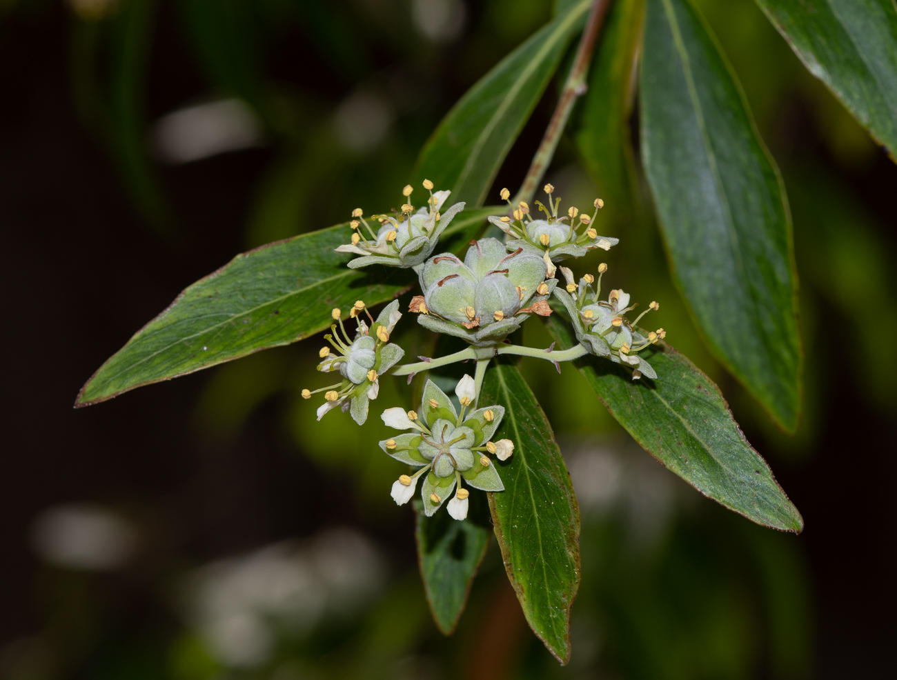 Изображение особи Quillaja brasiliensis.