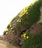 Potentilla biflora