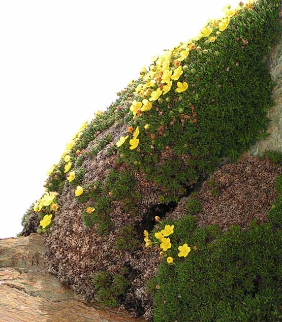 Изображение особи Potentilla biflora.