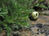 Achillea schurii. Раскрывающееся соцветие. Украина, Закарпатская обл., Раховский р-н, хр. Свидовец, ≈ 1800 м н.у.м., скальное обнажение. 2 июля 2010 г.