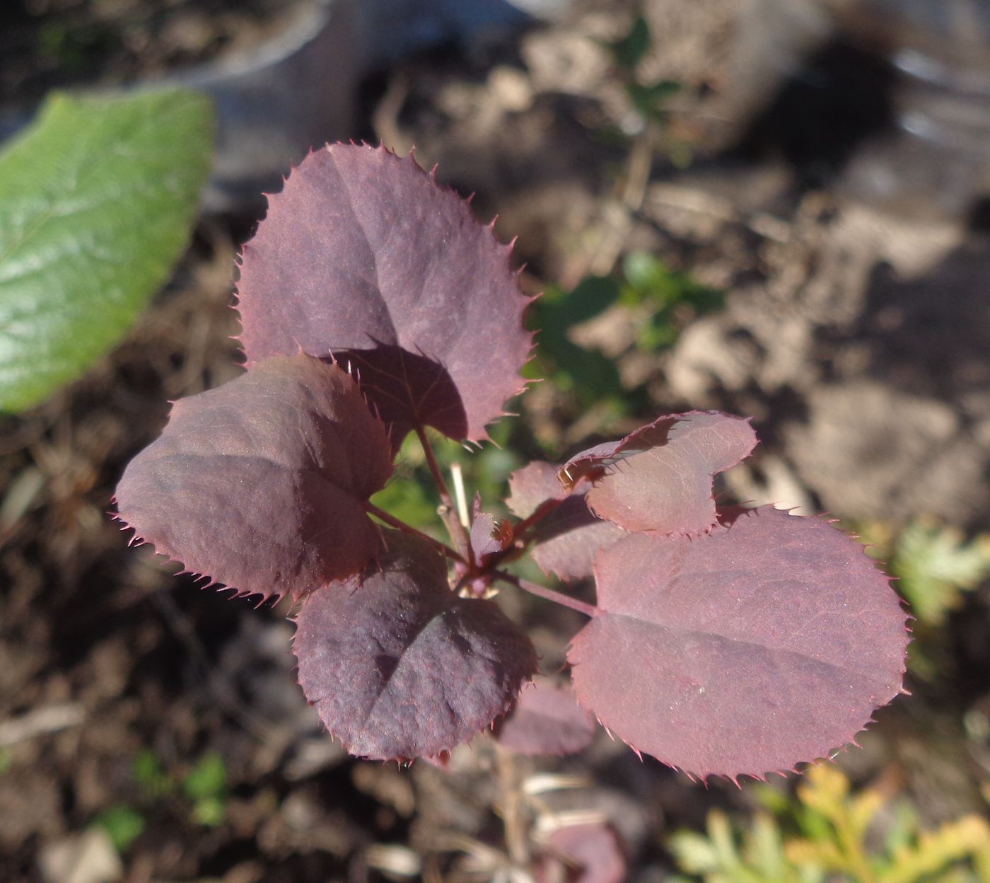 Image of Berberis vulgaris specimen.