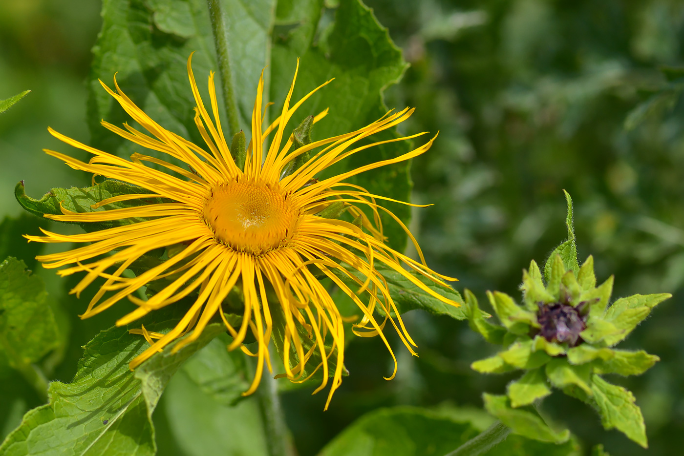 Изображение особи Inula magnifica.