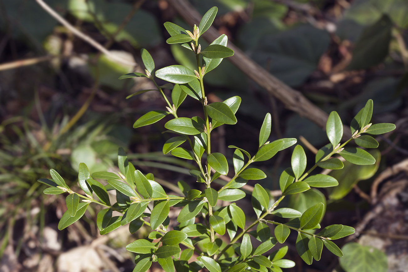 Image of Buxus colchica specimen.