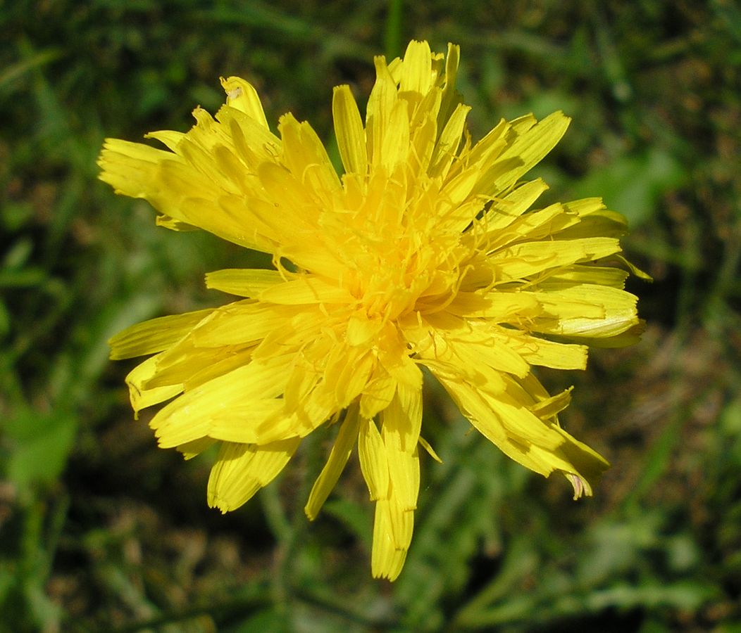 Изображение особи Crepis rhoeadifolia.