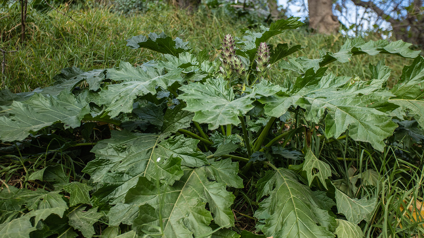 Image of Acanthus mollis specimen.