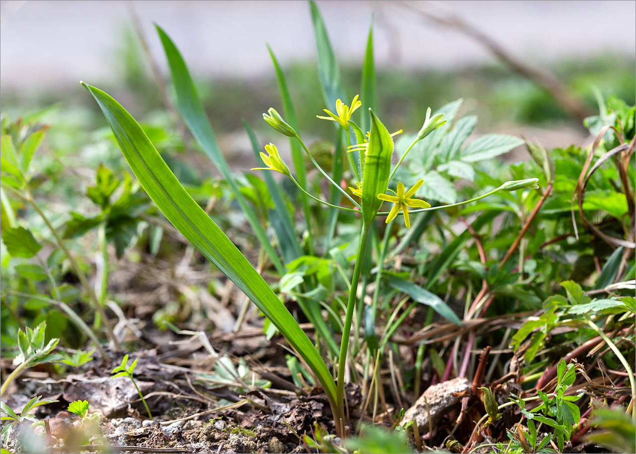 Image of Gagea lutea specimen.