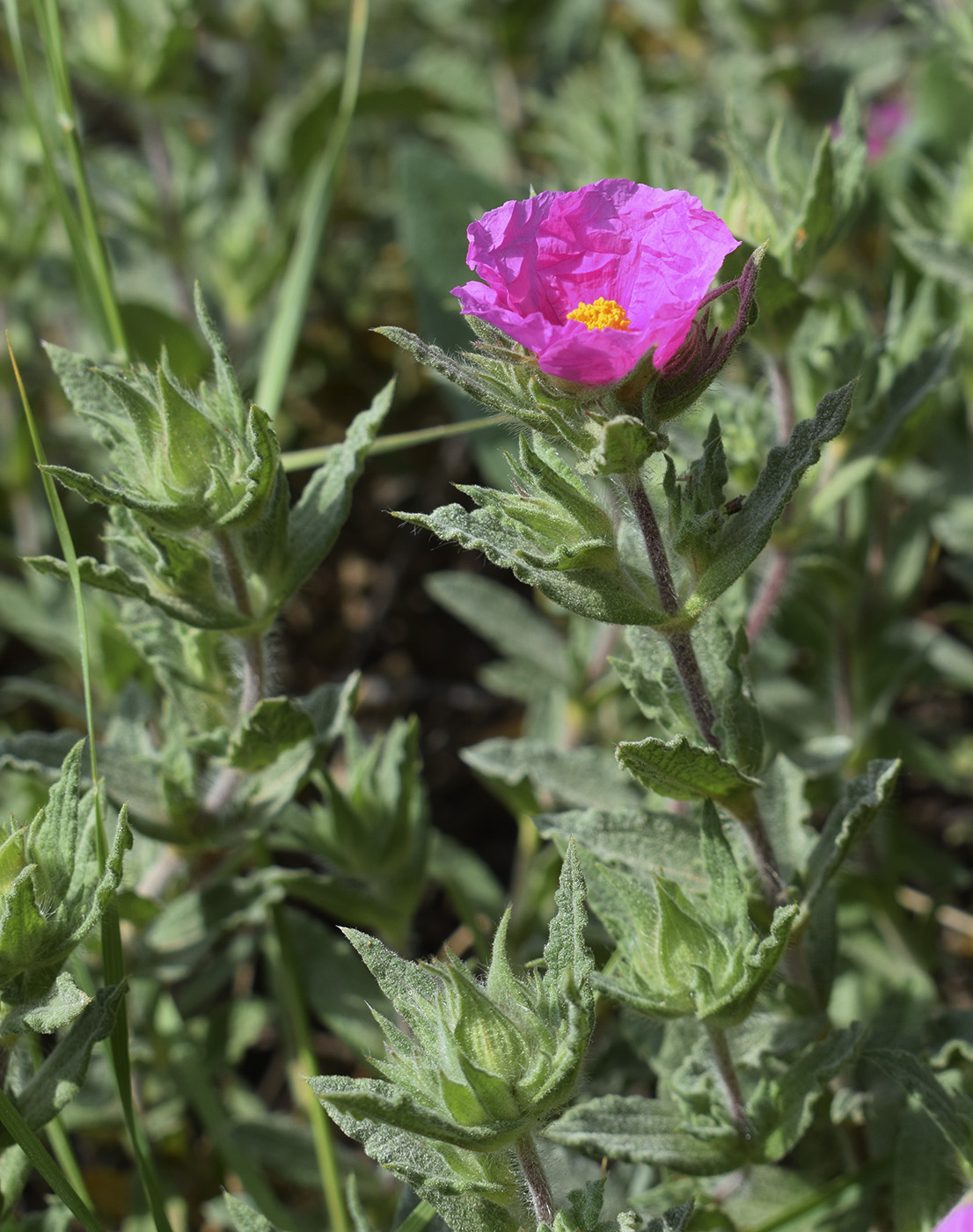 Изображение особи Cistus crispus.