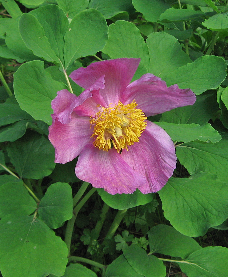 Изображение особи Paeonia daurica.