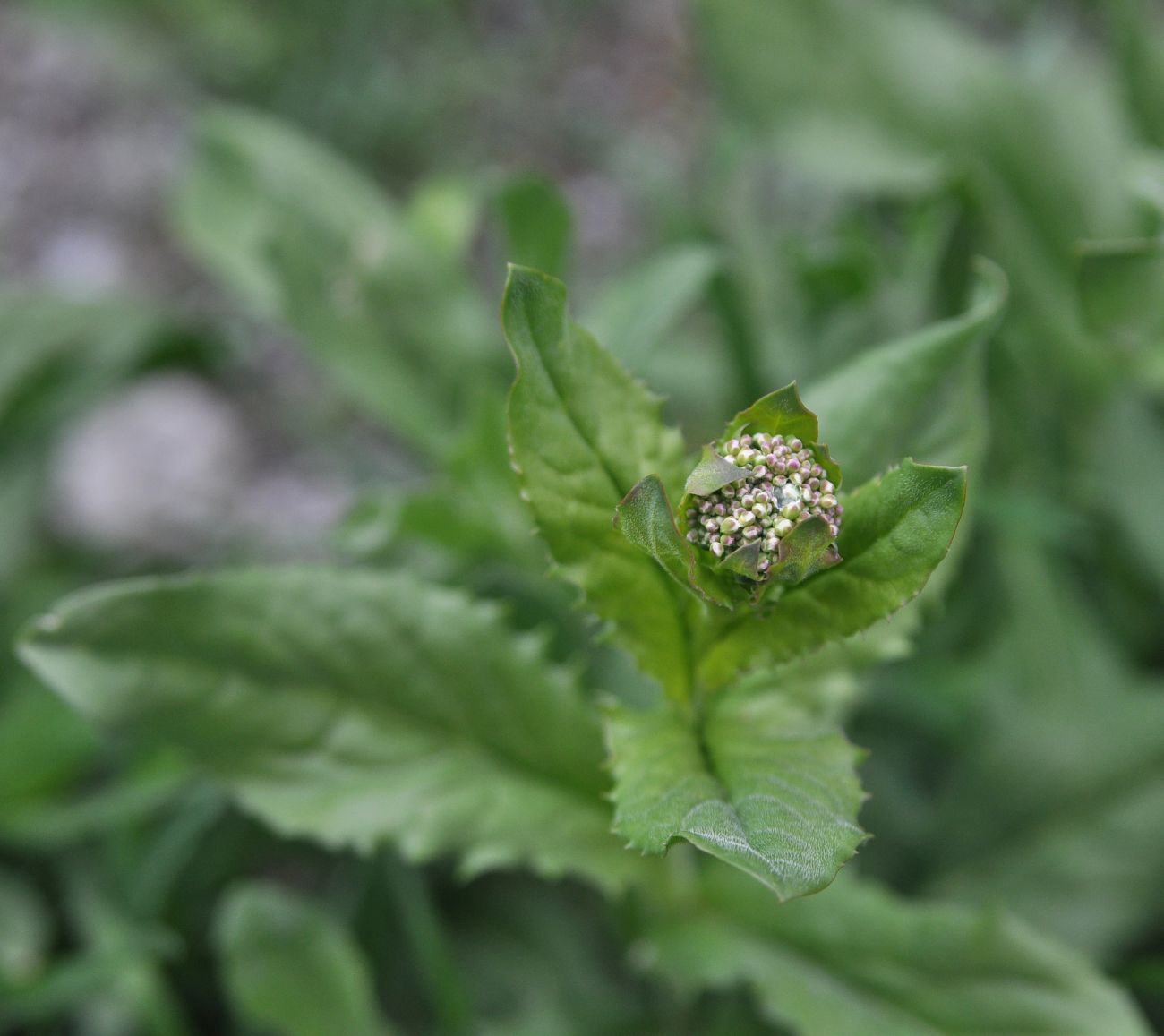 Image of Cardaria draba specimen.