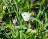 Viola arvensis. Верхушка растения с цветками и кормящаяся бабочка. Казахстан, Восточно-Казахстанская обл.; Западный Алтай, скл. Ульбинского хребта, окр. с. Ушановское. 05.06.2019.