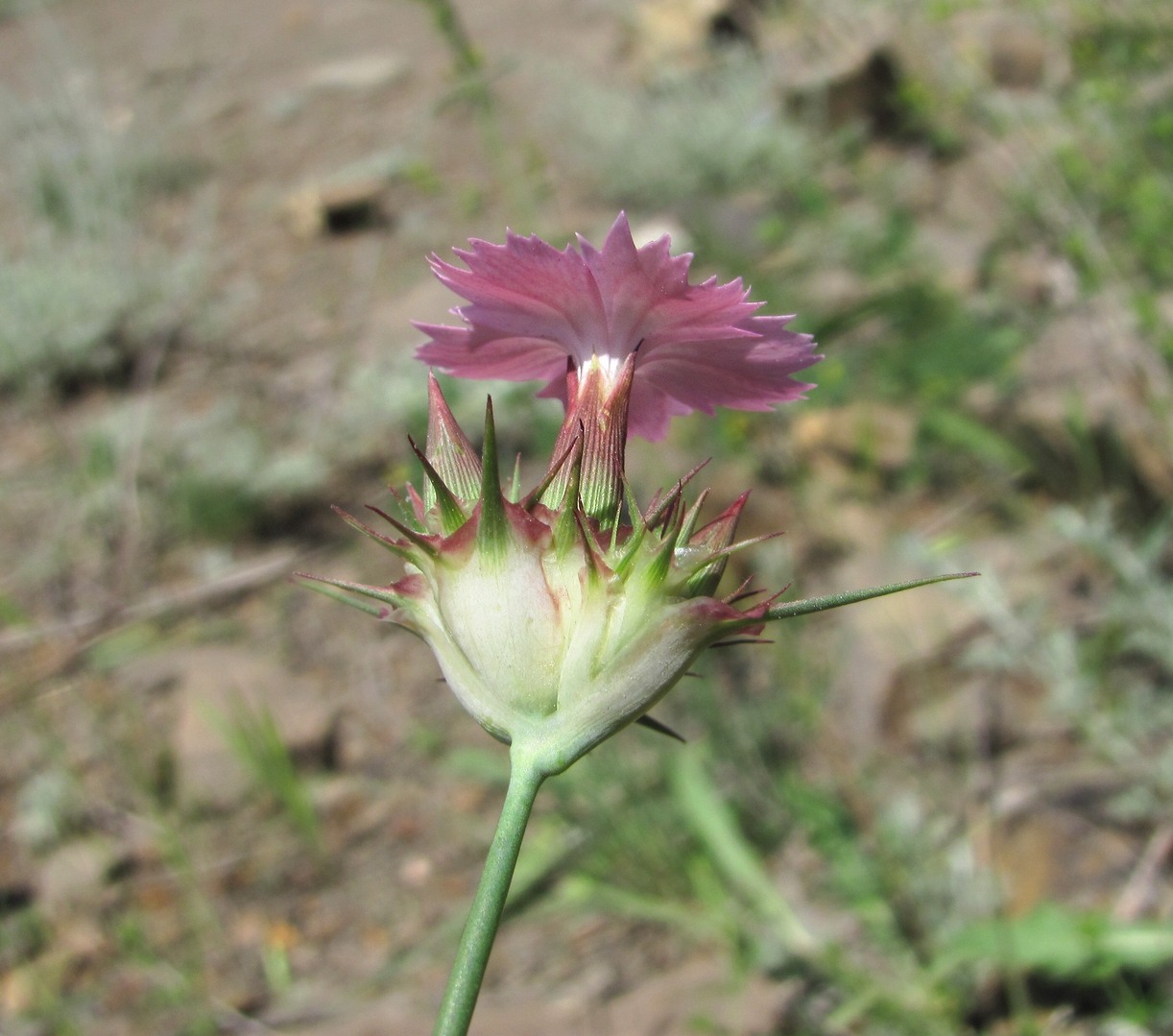 Image of Dianthus capitatus specimen.