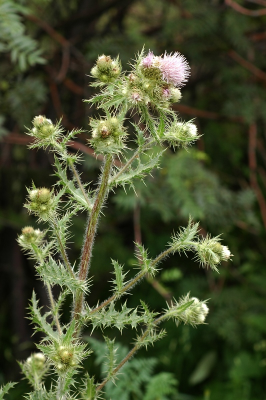 Изображение особи Cirsium polyacanthum.