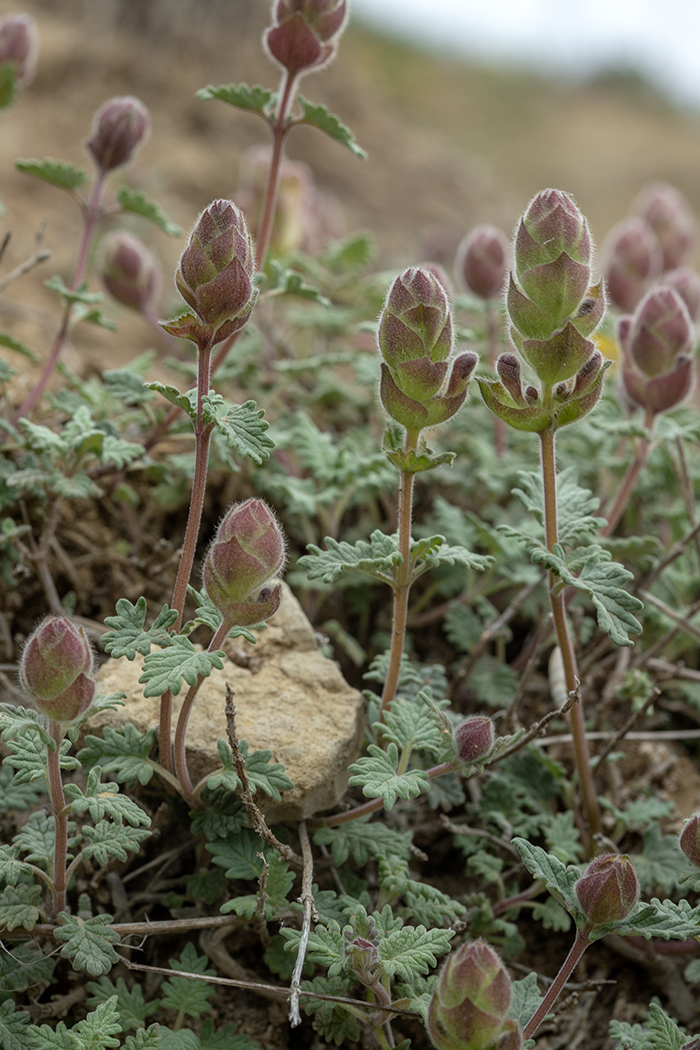 Изображение особи Scutellaria orientalis.