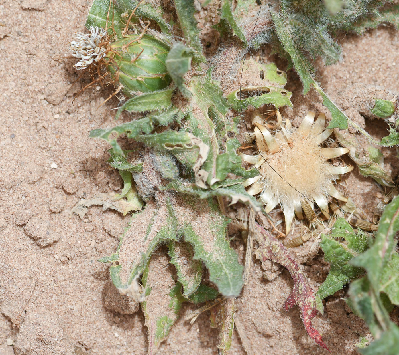 Изображение особи Centaurea benedicta.